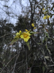 Gelsemium sempervirens