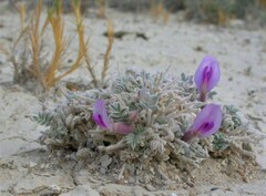 Astragalus phoenix
