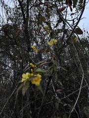 Gelsemium sempervirens