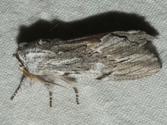 Destolmia lineata