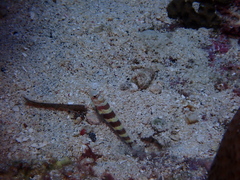 Amblyeleotris wheeleri