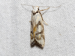 Cosmaresta anarrecta