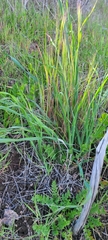 Melica imperfecta