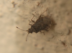 Aufeius impressicollis