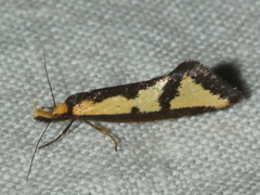 Diapatela semophanes