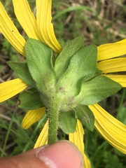 Silphium gracile