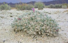 Astragalus phoenix