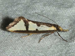 Diapatela semophanes