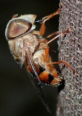 Copestylum isabellina