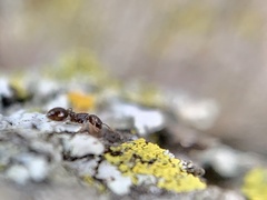 Temnothorax schaumii