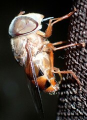 Copestylum isabellina