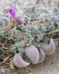 Astragalus phoenix