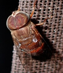 Copestylum isabellina