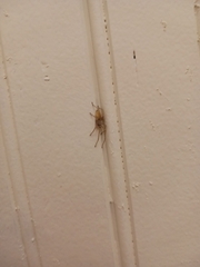 Cheiracanthium mildei