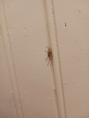 Cheiracanthium mildei