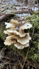 Bondarzewia occidentalis
