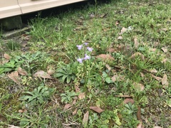 Nuttallanthus canadensis