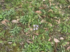 Nuttallanthus canadensis