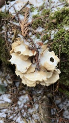 Bondarzewia occidentalis