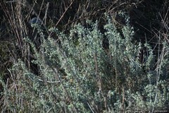 Mercurialis tomentosa