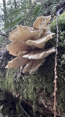 Bondarzewia occidentalis