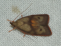 Enchocrates
