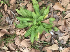 Hypochaeris chillensis