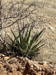 Agave palmeri