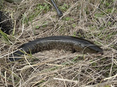 Channa argus