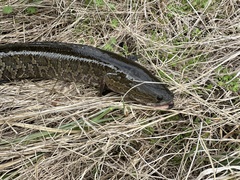 Channa argus