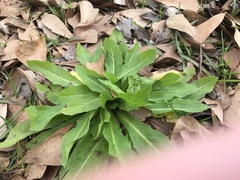Hypochaeris chillensis