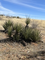 Yucca baccata
