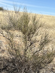 Ephedra trifurca