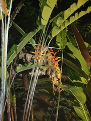 Heliconia platystachys