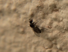 Mythicomyiidae