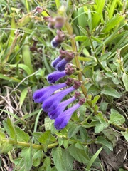 Scutellaria barbata