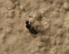Mythicomyiidae