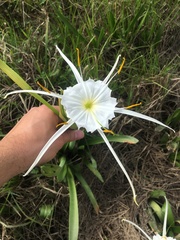 Hymenocallis liriosme