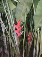 Heliconia stricta