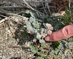 Dalea mollissima