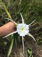 Hymenocallis liriosme