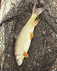 Moxostoma pisolabrum