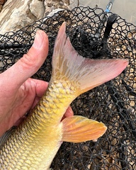 Moxostoma pisolabrum