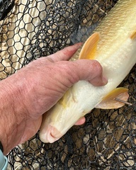 Moxostoma pisolabrum