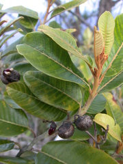 Alphitonia zizyphoides