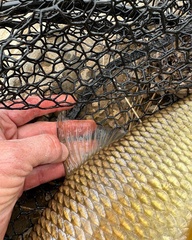 Moxostoma pisolabrum