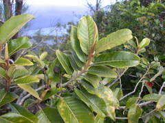 Alphitonia zizyphoides