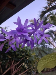 Petrea