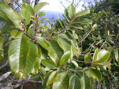 Alphitonia zizyphoides