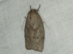 Euchaetis inceptella